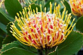 LEUCOSPERMUM VELDFIRE