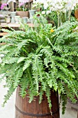 NEPHROLEPIS FERN IN CONTAINER