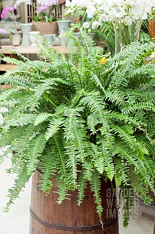 NEPHROLEPIS_FERN_IN_CONTAINER