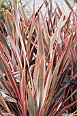 PHORMIUM FIREBIRD