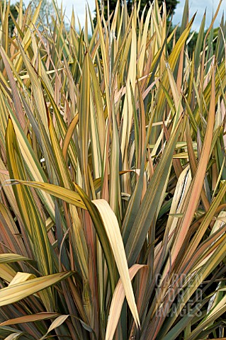 PHORMIUM_SUNSET