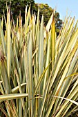 PHORMIUM TENAX RADIANCE