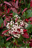 PHOTINIA FRASERI