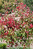 PHOTINIA FRASERI