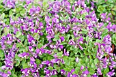 POLYGALA DALMAISIANA
