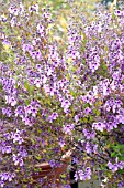 PROSTANTHERA OVALIFOLIA EXCELLENT PURPLE