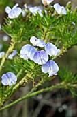 PSORALEA PINNATA