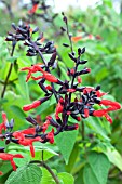 SALVIA GESNERIIFLORA TEQUILA