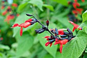 SALVIA GESNERIIFLORA TEQUILA