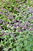 SALVIA WAVERLY