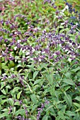 SALVIA WAVERLY