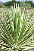 YUCCA ALOIFOLIA MARGINATA