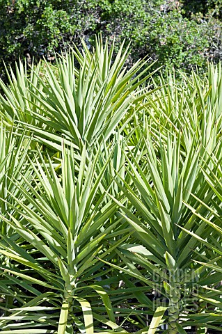 YUCCA_ELEPHANTIPES