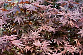 ACER PALMATUM WOLFF