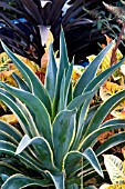 AGAVE DESMETTIANA VARIEGATA