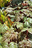 BEGONIA GRYPHON