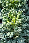 BRASSICA OLERACEA GREEN BOR