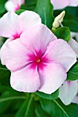 CATHARANTHUS ROSEUS VIPER ROSE