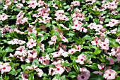 CATHARANTHUS ROSEUS CORA BLUSH