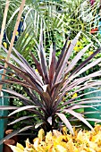 CORDYLINE RED SENSATION