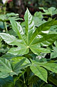 FATSIA JAPONICA