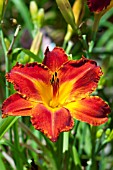 HEMEROCALLIS APACHE WAR DANCE