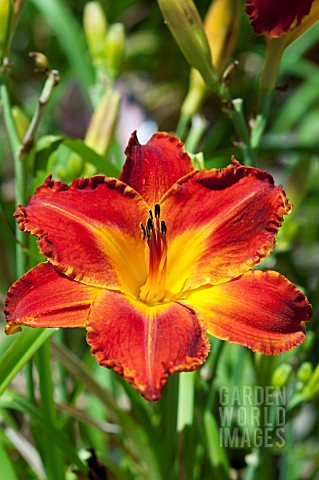 HEMEROCALLIS_APACHE_WAR_DANCE