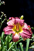 HEMEROCALLIS EARLYBIRD CARDINAL