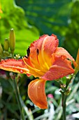 HEMEROCALLIS HOT EMBERS