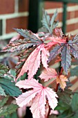 HIBISCUS ACETOSELLA