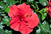 HIBISCUS ROSA-SINENSIS ANTIGUA WIND