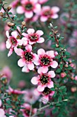 LEPTOSPERMUM SCOPARIUM NANUM RURU