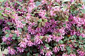 LOROPETALUM PURPLE DIAMOND