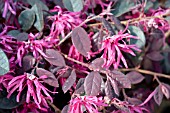 LOROPETALUM PURPLE DIAMOND