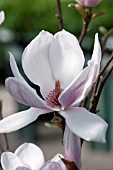 MAGNOLIA SOULANGEANA