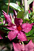 MANDEVILLA SUN PARASOL BURGUNDY