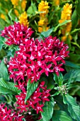 PENTAS LANCEOLATA RED