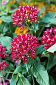 PENTAS LANCEOLATA RED