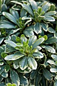 PITTOSPORUM TOBIRA CREME DE MINT