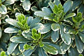 PITTOSPORUM TOBIRA CREME DE MINT