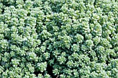 SEDUM DASYPHYLLUM MAJOR