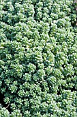 SEDUM DASYPHYLLUM MAJOR