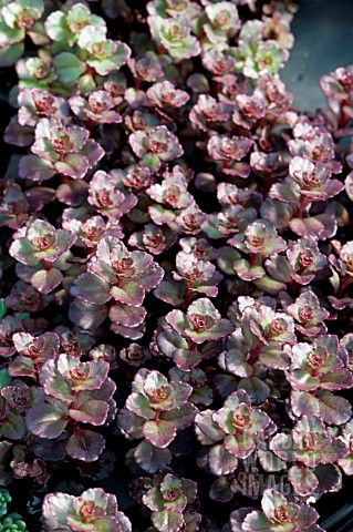 SEDUM_SPURIUM_VOODOO