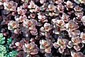 SEDUM SPURIUM VOODOO