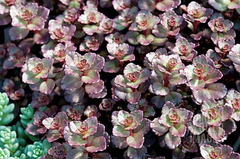 SEDUM_SPURIUM_VOODOO