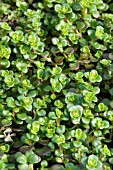 SEDUM TETRACTINUM CORAL REEF