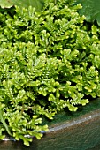 SELAGINELLA KRAUSSIANA GOLD TIPS