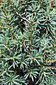 TAXUS MEDIA HICKSII