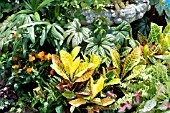 TROPICAL PLANT MIX