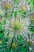 ANEMONE PULSATILLA